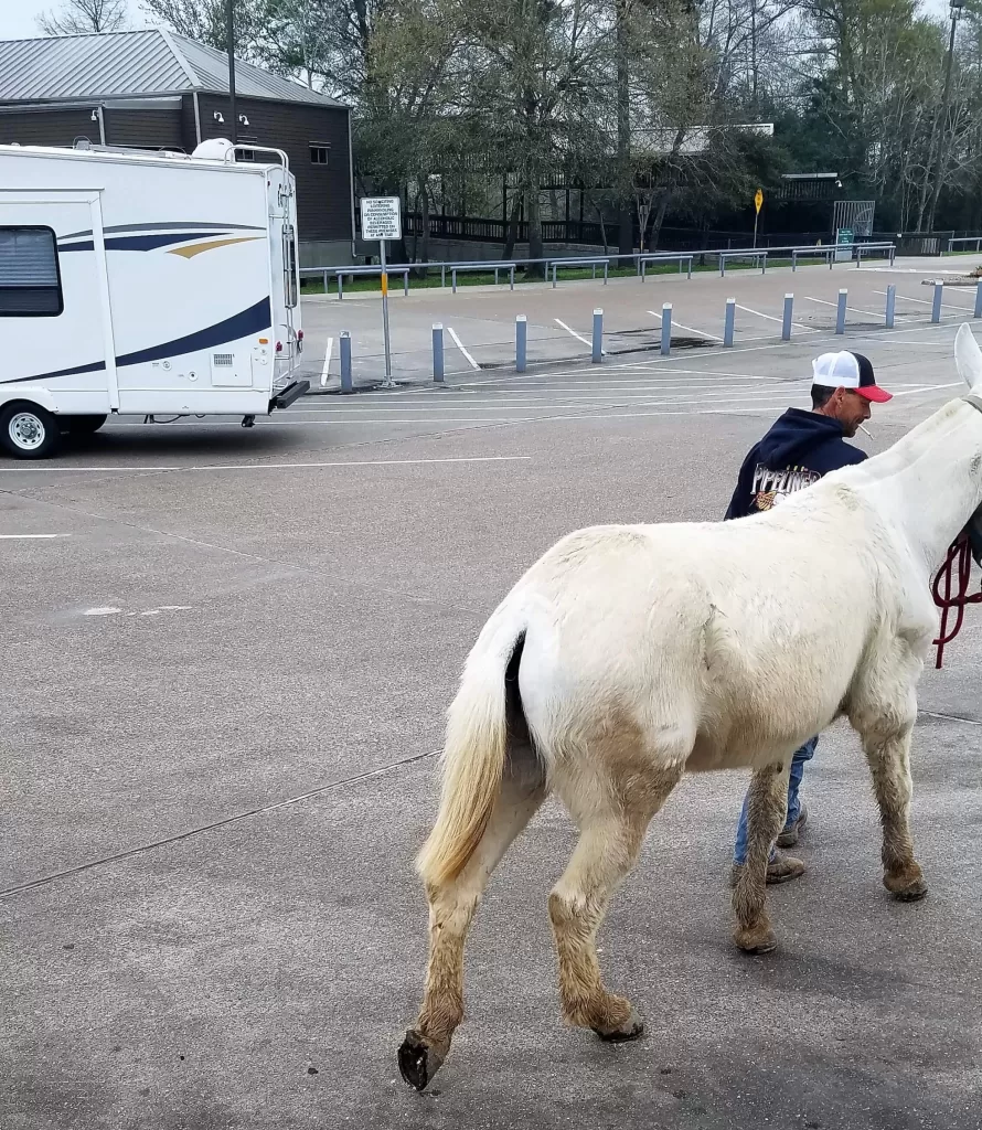 Horse being walked in roadside rest area