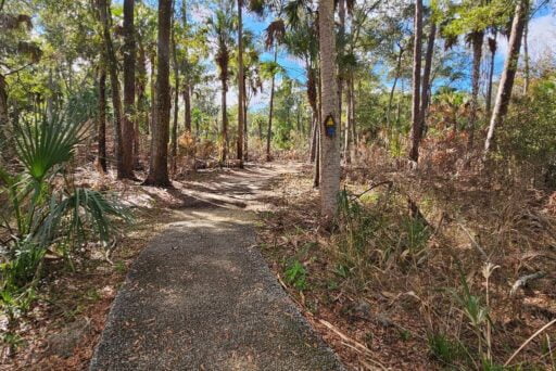 Manatees And More: 25 Things To Do In Crystal River, Florida 2025 22 Gravel trail meandering through a dense, sun-dappled forest with tall pine trees and palmetto bushes. A blue trail marker is attached to a tree, indicating a path for hikers to explore the tranquil natural surroundings.
