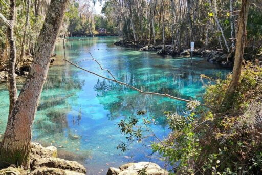 Manatees And More: 25 Things To Do In Crystal River, Florida 2025 17 A serene view of a crystal-clear blue spring surrounded by a forest with bare trees and lush undergrowth, reflecting nature's tranquility and the purity of untouched water sources.