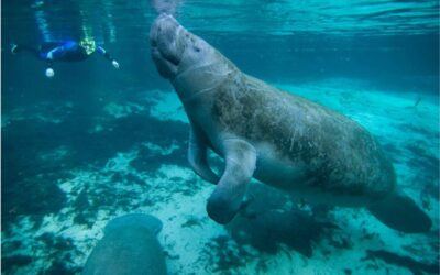 Swim with manatees in 2026: an unforgettable adventure