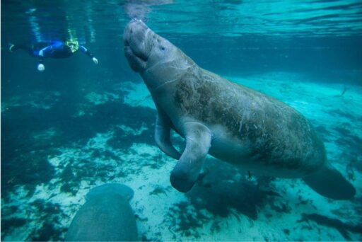 Manatees And More: 25 Things To Do In Crystal River, Florida 2025 2 A snorkeler and two manatees swimming together through the clear blue waters over a sandy seabed, highlighting the peaceful coexistence of humans and marine life. Highlighting things to do in crystal river.