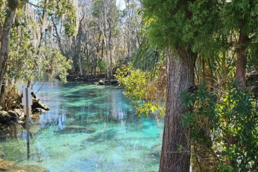 Is Crystal River Worth Visiting In 2025 3 A serene crystal-clear spring surrounded by lush greenery and diverse foliage, with sunlight filtering through the trees to illuminate the water's surface.