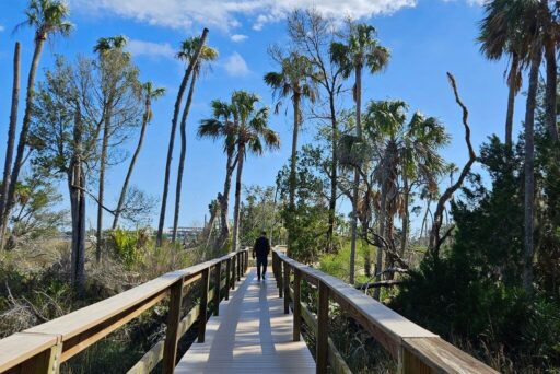 Is Crystal River Worth Visiting In 2025 4 A wooden boardwalk meanders through a landscape of tall palms and various native floridian plants under a clear blue sky, leading a visitor towards a conservation area in crystal river.