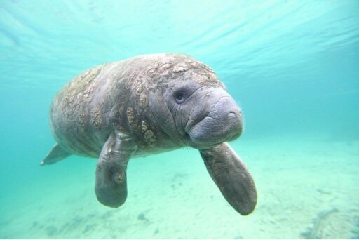 Is Crystal River Worth Visiting In 2025 2 A gentle west indian manatee glides through the clear, turquoise waters of crystal river, its calm demeanor and curious eyes inviting admiration and a sense of connection with marine life.