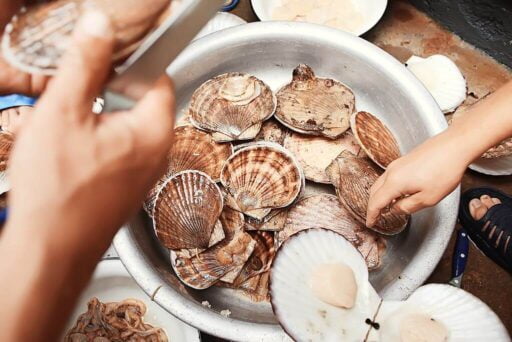 Is Crystal River Worth Visiting In 2025 9 Hands are shown shucking fresh scallops over a large metal bowl filled with an assortment of shells, capturing a moment of seafood preparation, possibly during scallop season.