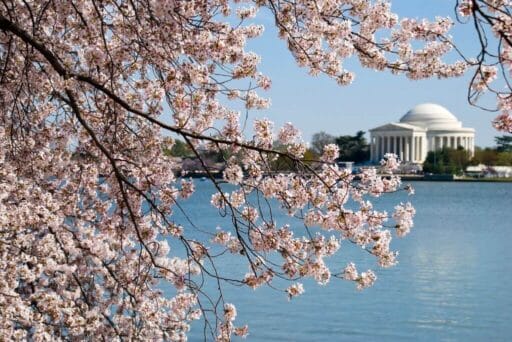 Rv Friendly Campgrounds Near Washington, Dc 2025 18 Close-up view of blooming cherry blossom branches framing the jefferson memorial across the tidal basin in washington, d. C. , on a clear, sunny day. The pink and white flowers create a vibrant foreground against the calm water and neoclassical architecture in the distance.