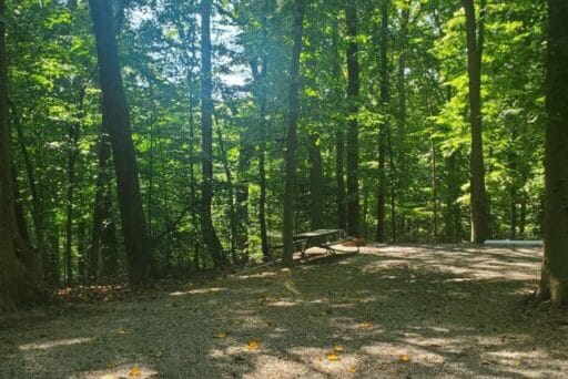 Rv Friendly Campgrounds Near Washington, Dc 2025 8 A secluded campsite shaded by dense forest with sunlight filtering through the trees, casting dappled light onto the ground. A lone picnic table sits in the clearing, offering a peaceful spot to enjoy nature in solitude. The thick greenery creates an atmosphere of quiet and privacy.