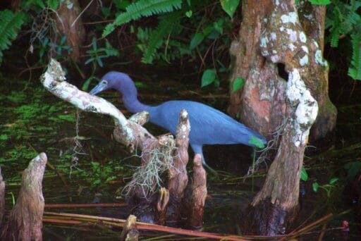 Manatees And More: 25 Things To Do In Crystal River, Florida 2025 25 A small, bluish-grey heron standing in a swampy area surrounded by cypress knees, mossy branches, and dense greenery. The bird is partially hidden among the lush vegetation, blending well with its natural environment. The scene conveys a serene, wetland habitat.