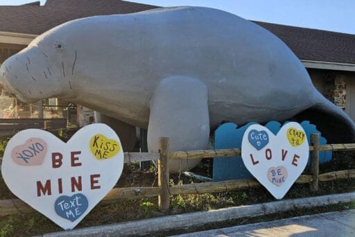 Swim With Manatees In 2025: An Unforgettable Adventure 1 His image features a large manatee statue outdoors, situated next to a wooden fence adorned with colorful heart-shaped signs. The hearts contain playful valentine's day messages like