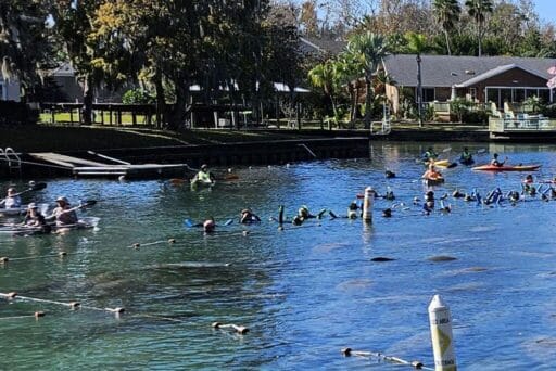 Swim With Manatees In 2025: An Unforgettable Adventure 2 People kayaking and snorkeling in a clear, blue waterway surrounded by homes and trees. The group participating in a