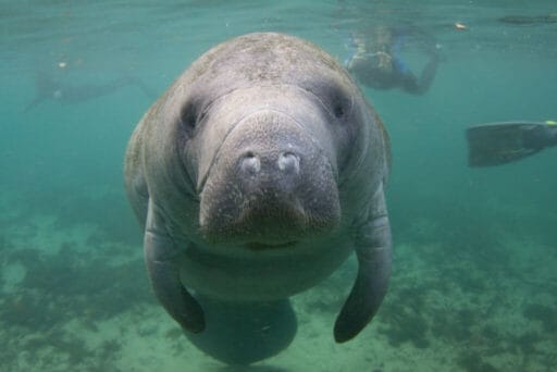 Swim With Manatees In 2025: An Unforgettable Adventure 3 A manatee underwater, gazing directly at the camera, with swimmers and snorkelers visible in the background. The scene is set in clear water, showcasing the natural aquatic environment and the calm demeanor of the manatee.