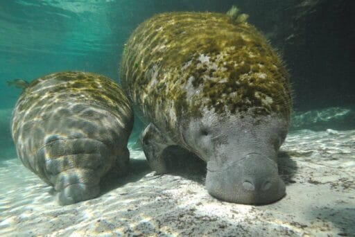 Swim With Manatees In 2025: An Unforgettable Adventure 7 Two manatees resting on the sandy bottom of a clear, underwater environment. The larger manatee is slightly ahead, and both have patches of algae on their backs, indicating their time spent in the water.
