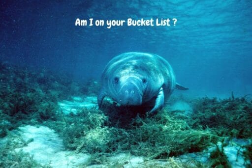 Swim With Manatees In 2025: An Unforgettable Adventure 10 This is an underwater image of a manatee swimming among aquatic plants, with text overlaying the image that reads,