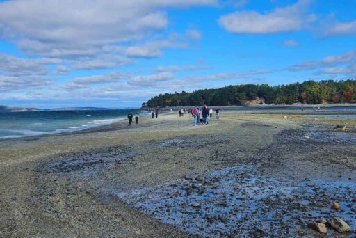 Beaches In Acadia National Park: More Than Just Sand 26 People walking along the bar harbor land bridge at low tide, surrounded by ocean and forested coastline.
