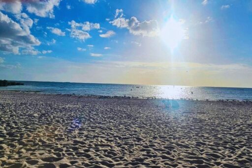 Manatees And More: 25 Things To Do In Crystal River, Florida 2025 24 Sunny beach with calm waves and scattered seabirds.