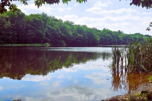 Best Campgrounds Near Philadelphia, Pa For 2025 11 Serene lake with dense green forest and cattails at french creek state park, ideal for camping near philadelphia, pa.