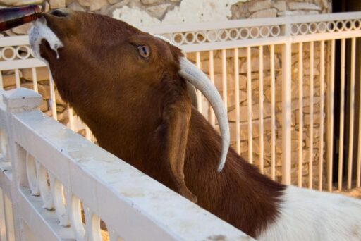 11 Fun Things To Do In Terlingua You Can’t Miss In 2025 21 Brown and white goat drinks from a beer bottle through a fence, frothy foam dripping from its mouth.