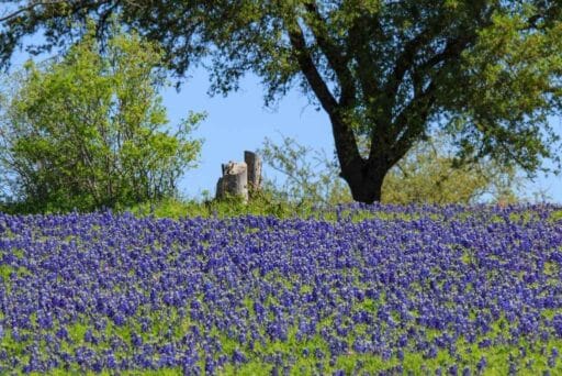 17 Weird Things To Do In Amarillo (2025) 8 A blooming field of texas bluebonnets near amarillo—peaceful desert blooms and one of the weird things to do in amarillo.