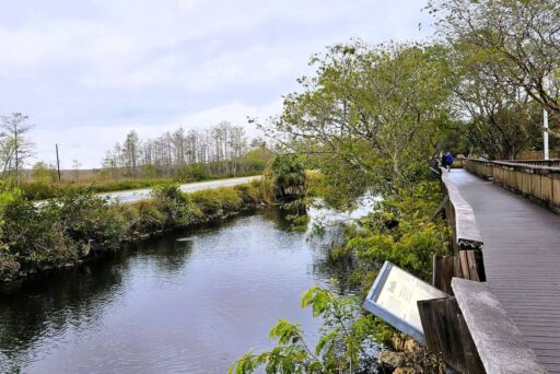 Things To Do In The Everglades: How To Choose The Right Area For Your Visit 16 A curved boardwalk winds through the big cypress visitor center grounds, running alongside a canal and lush everglades vegetation. Located on the tamiami trail, this scenic and educational stop offers trails, wildlife viewing, and visitor information about big cypress preserve.