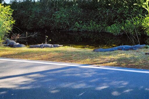 Things To Do In The Everglades: How To Choose The Right Area For Your Visit 5 Several alligators sunbathing beside a canal near the road in the everglades, a popular spot for wildlife viewing.