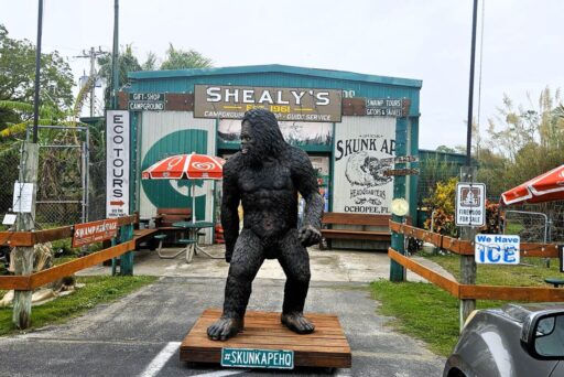 Things To Do In The Everglades: How To Choose The Right Area For Your Visit 17 Skunk ape statue outside shealy’s skunk ape headquarters, a quirky roadside stop on the tamiami trail in ochopee, florida.