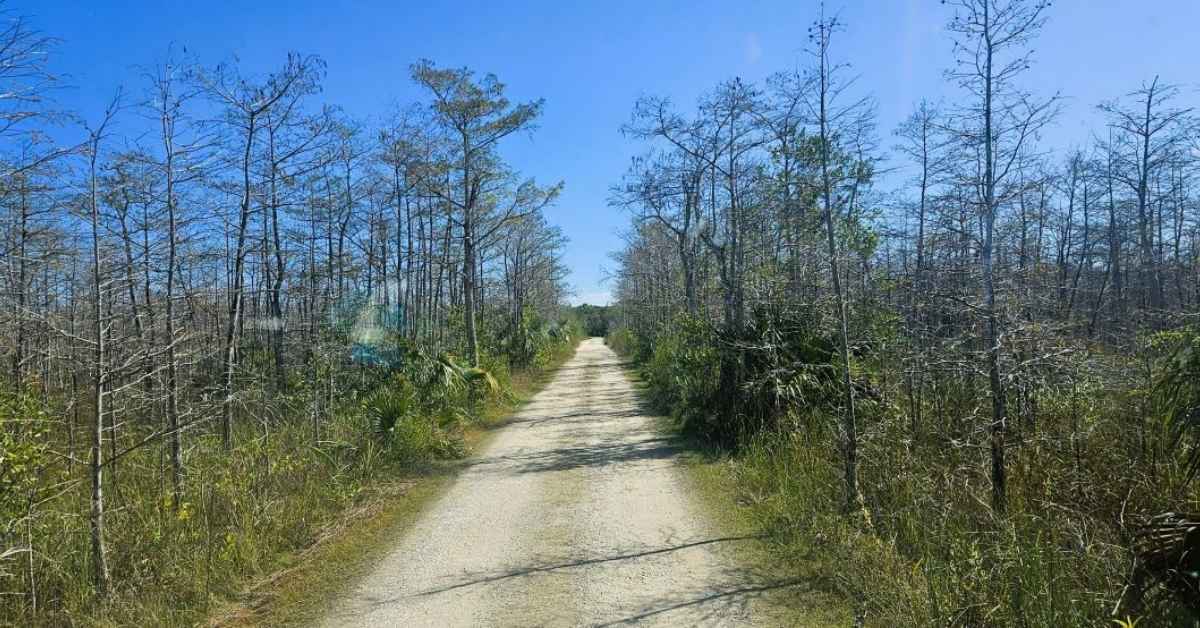 Unique Experiences 6 Things to do in the everglades: how to choose the right area for your visit