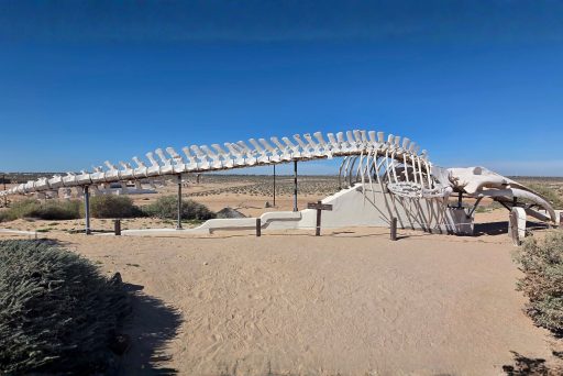 Whale skeleton display at cedo in puerto peñasco set in desert landscape, a unique stop among things to do in puerto penasco.