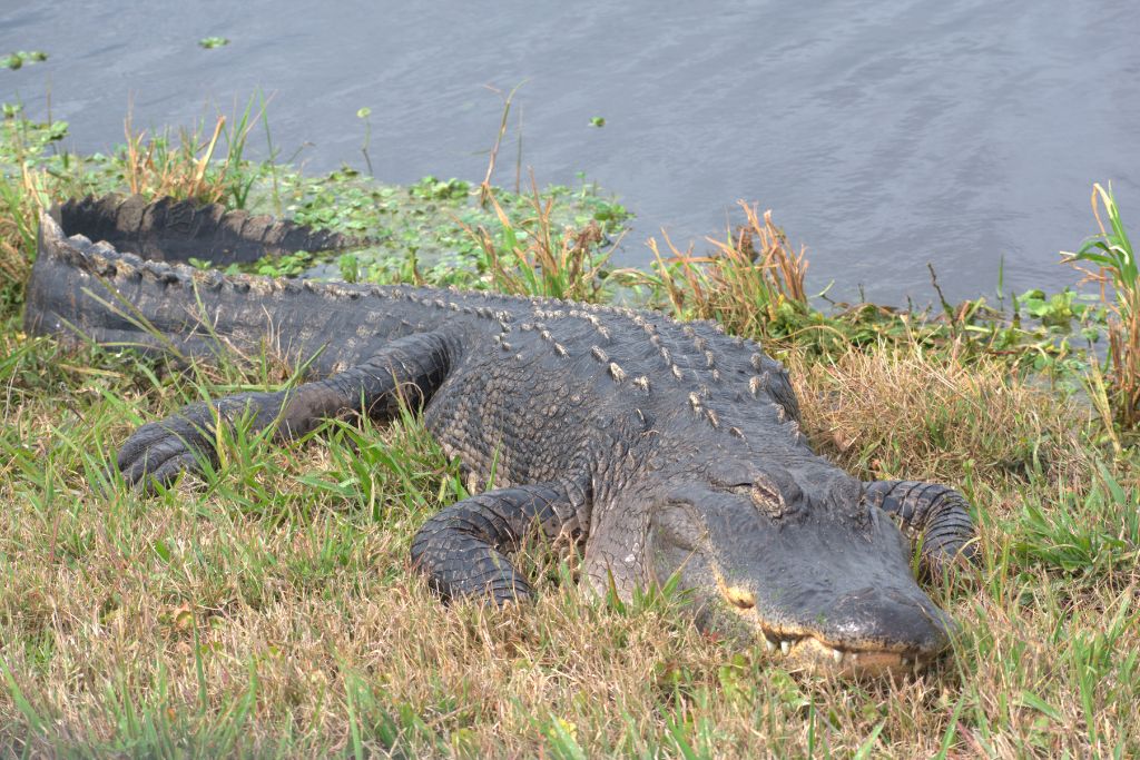 Alligator resting on grassy riverbank in the everglades near calm water surrounded by wetland plants.