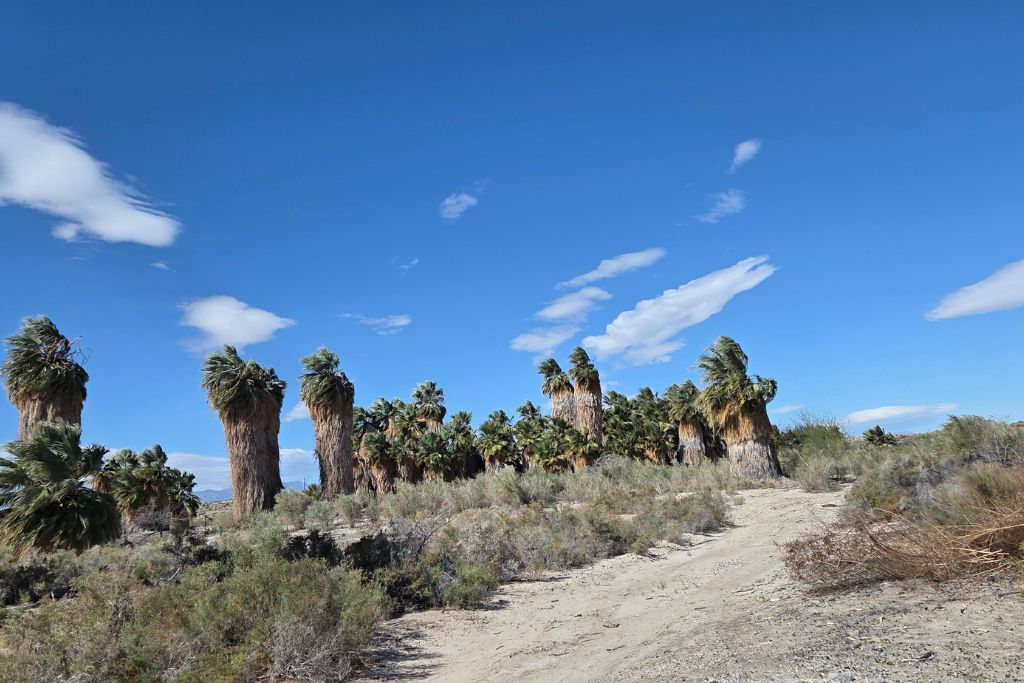 Visiting The Salton Sea: California’s Strangest Desert Lake 10 Palm trees and desert trail at dos palmas preserve near the salton sea under blue skies.