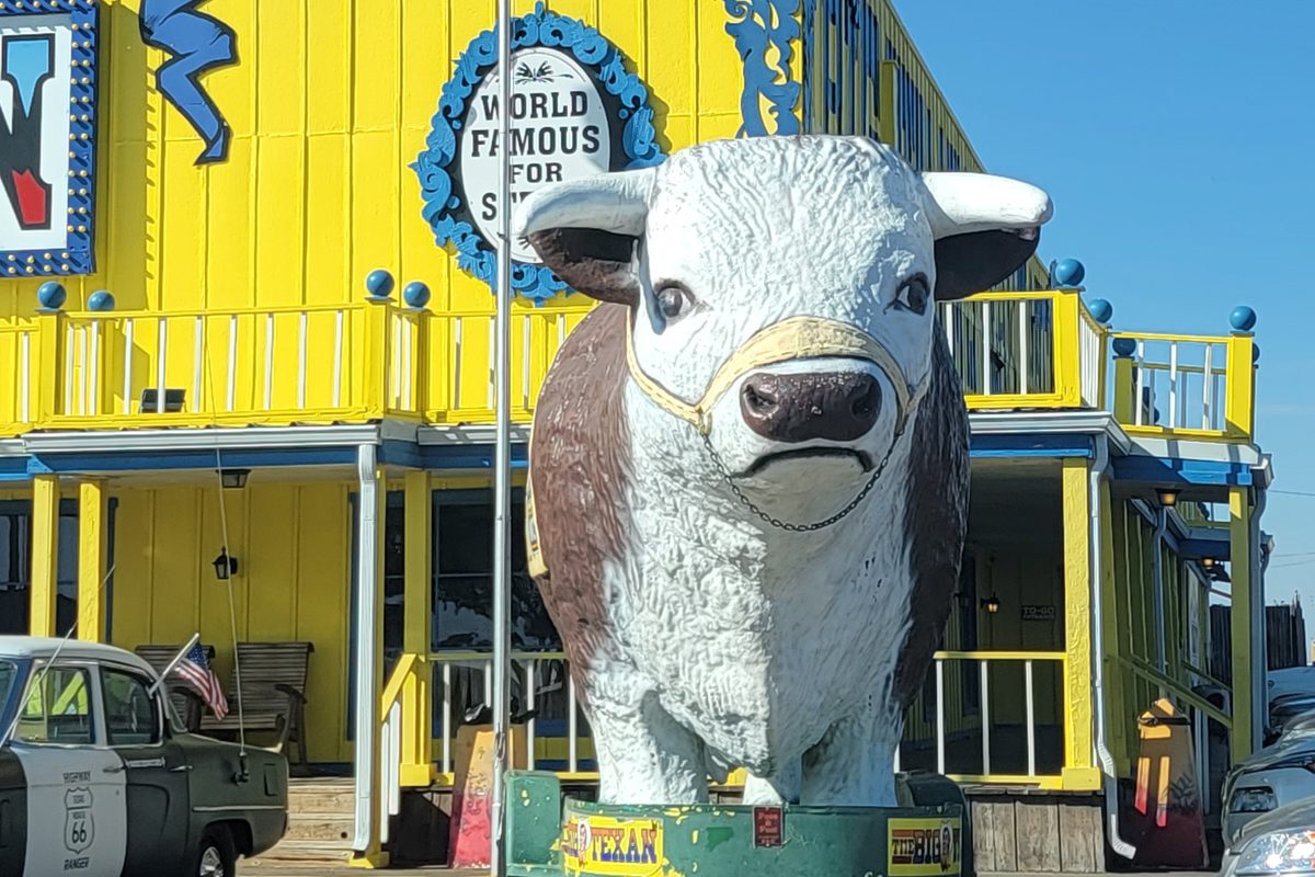 Giant hereford cow statue outside the big texan in amarillo, texas