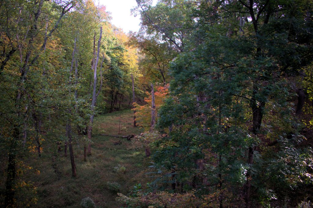 New Hope And Lambertville Fall Day Trip Guide 11 Wooded scenery along the new hope railroad route shows mostly green trees with patches of yellow and orange fall foliage.