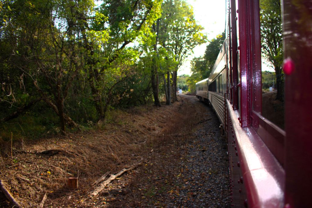 New Hope And Lambertville Fall Day Trip Guide 12 View from a red new hope railroad passenger car, the train curves along wooded tracks surrounded by mostly green autumn trees.