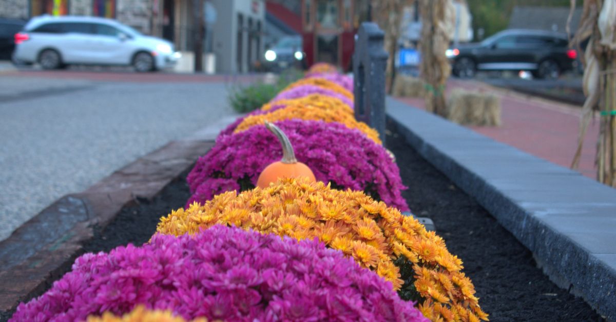 New Hope and Lambertville Fall Day Trip in Pennsylvania and New Jersey Bright pink and orange chrysanthemums with a pumpkin line a New Hope sidewalk decorated for fall near the railroad station.